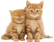 Dag Etna misdrijf Gezocht | Gratis Kittens