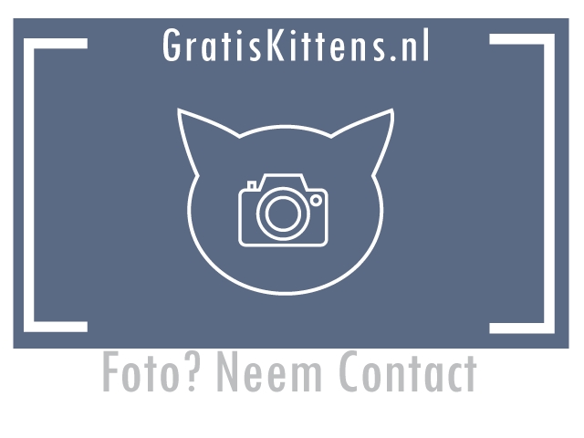 Kitten Amsterdam