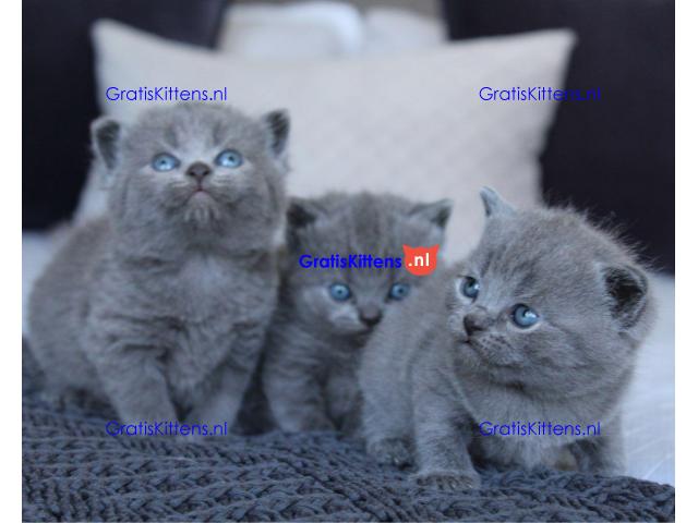 Prachtige Blue British Kittens Gccf geregistreerd