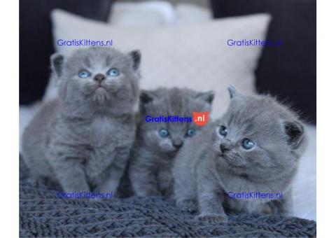 Prachtige Blue British Kittens Gccf geregistreerd