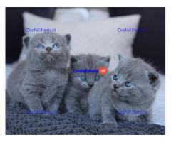 Prachtige Blue British Kittens Gccf geregistreerd