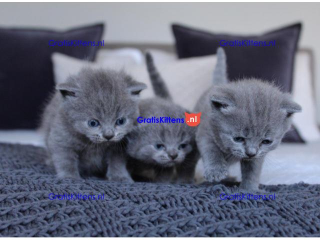 Prachtige Blue British Kittens Gccf geregistreerd