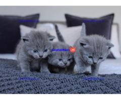 Prachtige Blue British Kittens Gccf geregistreerd