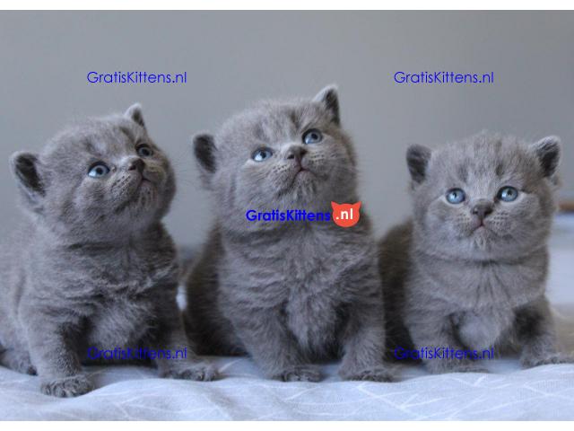 Prachtige Blue British Kittens Gccf geregistreerd