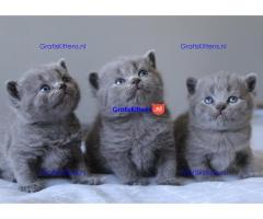 Prachtige Blue British Kittens Gccf geregistreerd