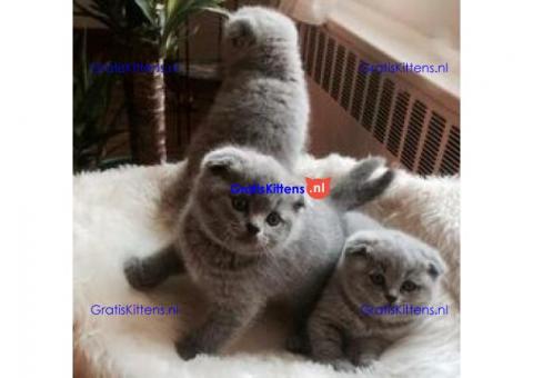 Schattige Scottish Fold Kittens Kittens