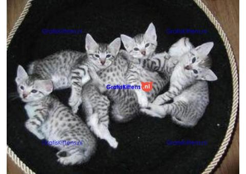 Egyptische mau kittens beschikbaar