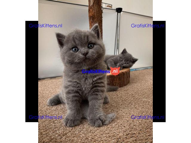 5/rechte BSH blauwe kittens