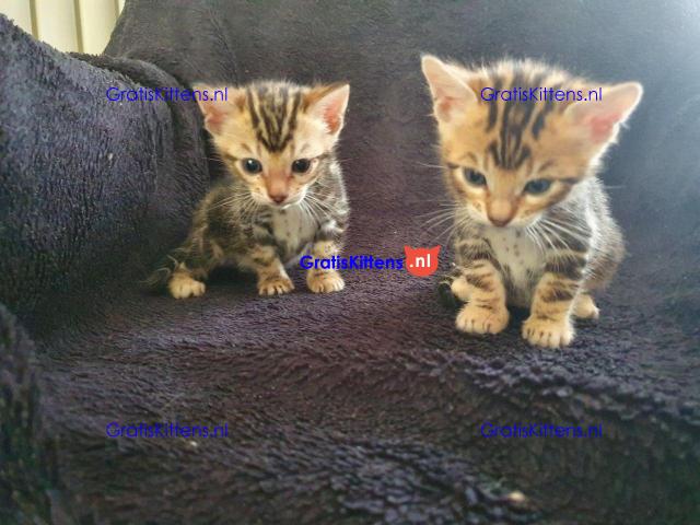 typische liefdevol Bengaalse kittens