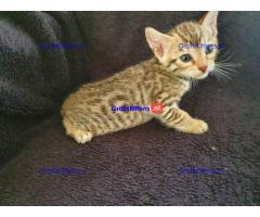 typische liefdevol Bengaalse kittens