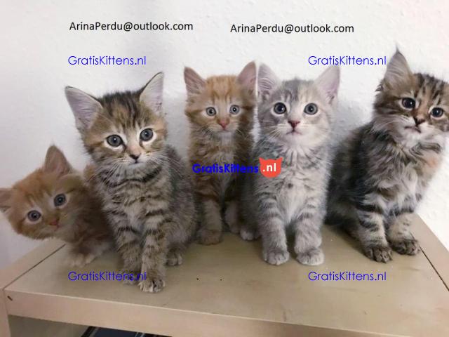 Maine Coon-kittens die een goed huis zoeken.