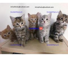 Maine Coon-kittens die een goed huis zoeken.