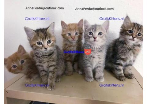 Mooie Maine Coon-kittens te koop