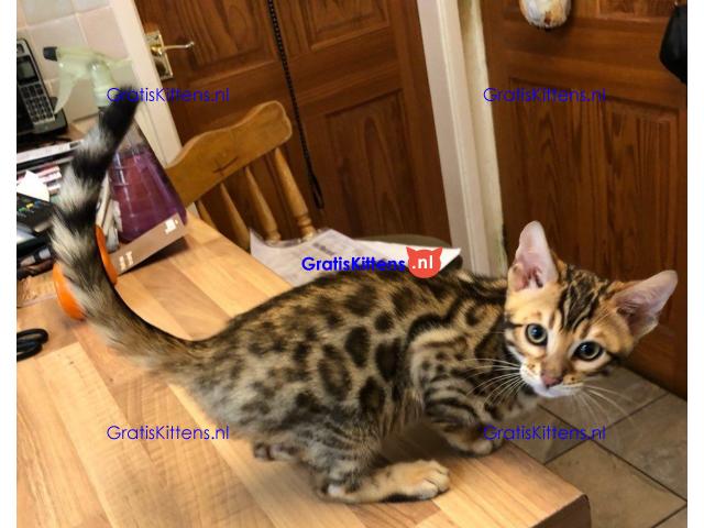 Bengaalse kittens nu klaar
