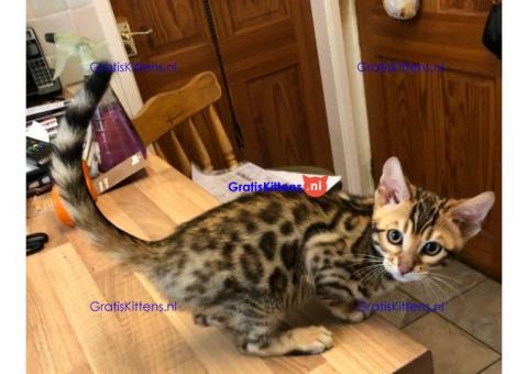 Bengaalse kittens nu klaar