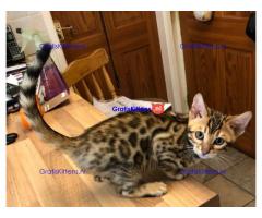 Bengaalse kittens nu klaar