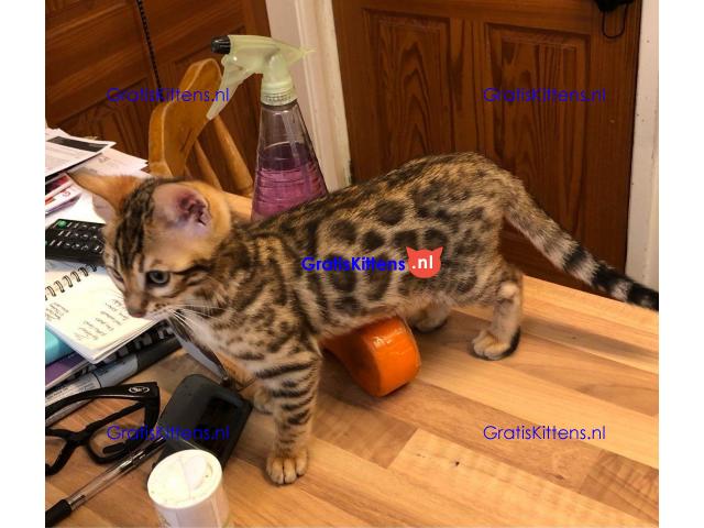 Bengaalse kittens nu klaar