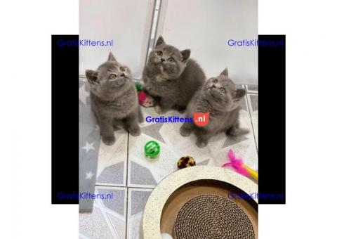 Brits korthaar kittens