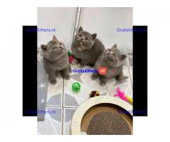 Brits korthaar kittens