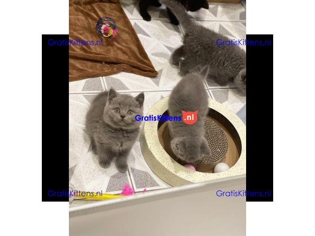 Brits korthaar kittens