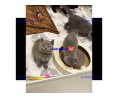 Brits korthaar kittens