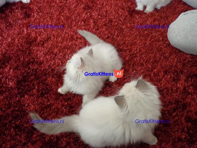 Pluizige raszuivere Ragdoll-kittens
