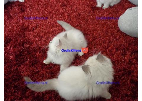 Pluizige raszuivere Ragdoll-kittens