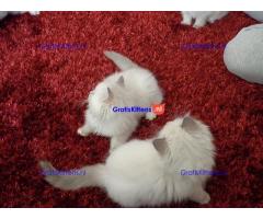 Pluizige raszuivere Ragdoll-kittens