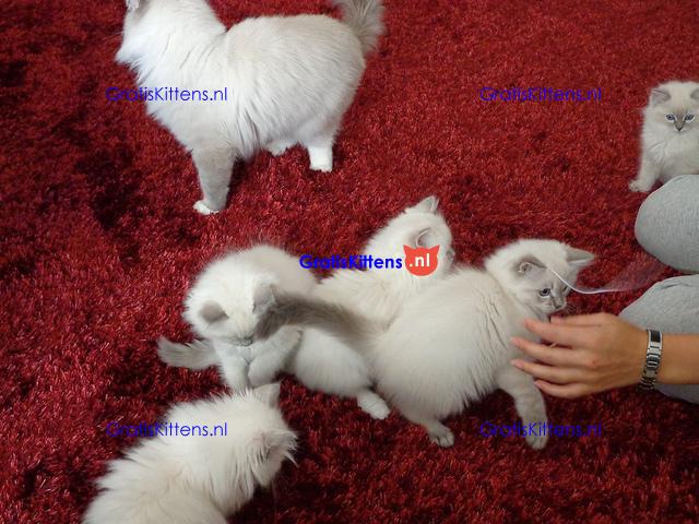 Pluizige raszuivere Ragdoll-kittens