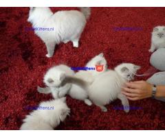 Pluizige raszuivere Ragdoll-kittens