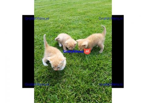 Brits korthaar kittens