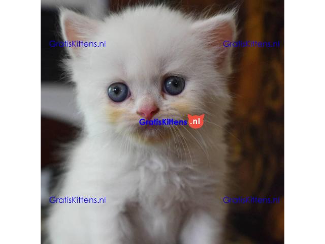 Mooie mannelijke en vrouwelijke Perzische kittens klaar voor verkoop.