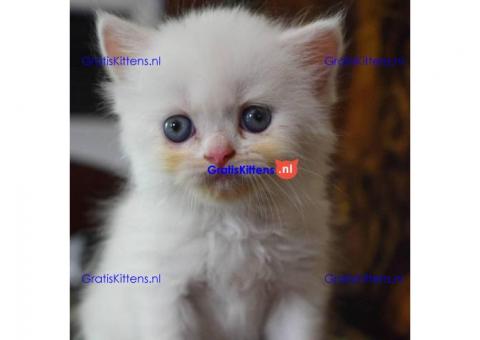 Mooie mannelijke en vrouwelijke Perzische kittens klaar voor verkoop.