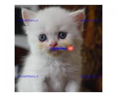 Mooie mannelijke en vrouwelijke Perzische kittens klaar voor verkoop.