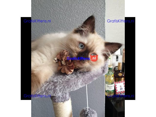 Mooie Ragdoll Kittens Beschikbaar voor verkoop.