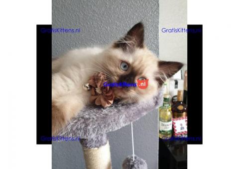 Mooie Ragdoll Kittens Beschikbaar voor verkoop.