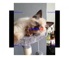 Mooie Ragdoll Kittens Beschikbaar voor verkoop.