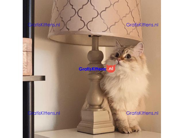 Mooie mannelijke en vrouwelijke Siberische kittens te koop.
