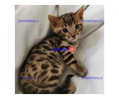3 mooie katertjes en teefjes Bengaalse kittens te koop.