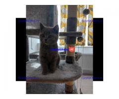 Mooie mannelijke en vrouwelijke Britse korthaar kittens te koop.