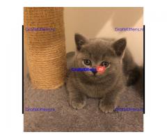 Mooie mannelijke en vrouwelijke Britse korthaar kittens te koop.