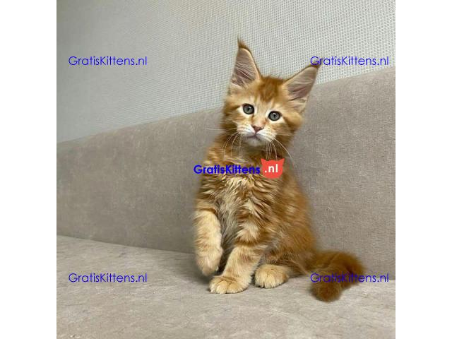 4 charmante mannelijke en vrouwelijke Maine Coon-kittens te koop.