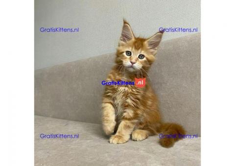 4 charmante mannelijke en vrouwelijke Maine Coon-kittens te koop.