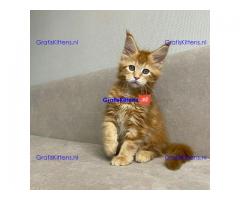 4 charmante mannelijke en vrouwelijke Maine Coon-kittens te koop.
