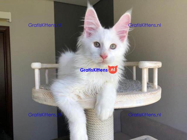 4 charmante mannelijke en vrouwelijke Maine Coon-kittens te koop.