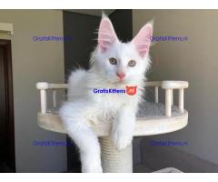 4 charmante mannelijke en vrouwelijke Maine Coon-kittens te koop.