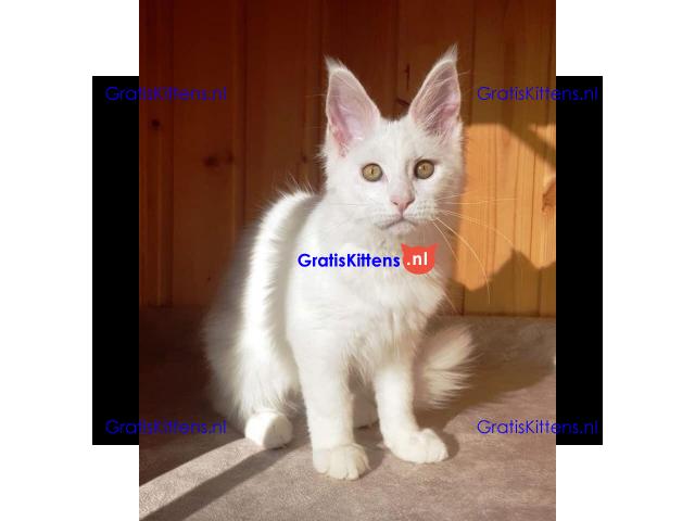 4 charmante mannelijke en vrouwelijke Maine Coon-kittens te koop.