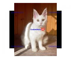4 charmante mannelijke en vrouwelijke Maine Coon-kittens te koop.
