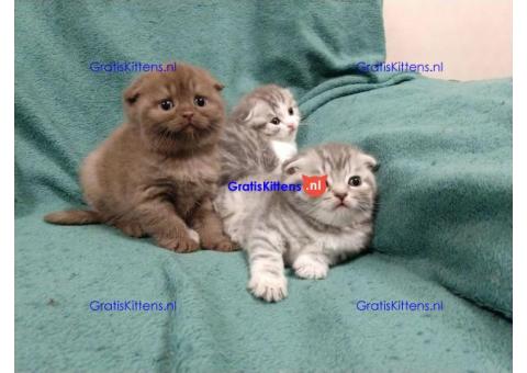 Schotse gevouwen kittens