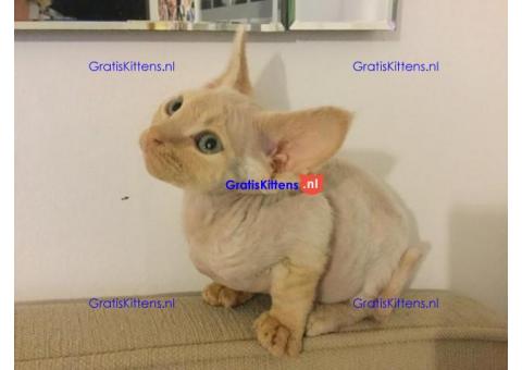Cornish Rex-kittens te koop